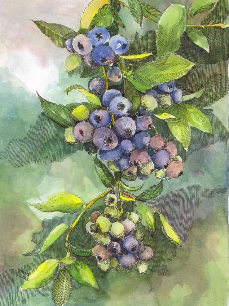 Oregon blueberries